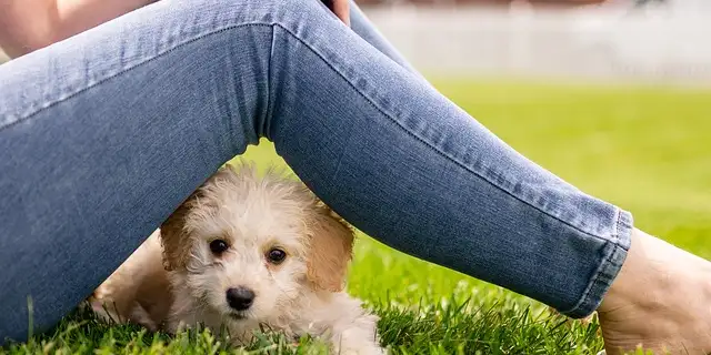 start-little-dream-big Image